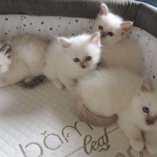 Chatons sacrés de birmanie loof à réserver #4