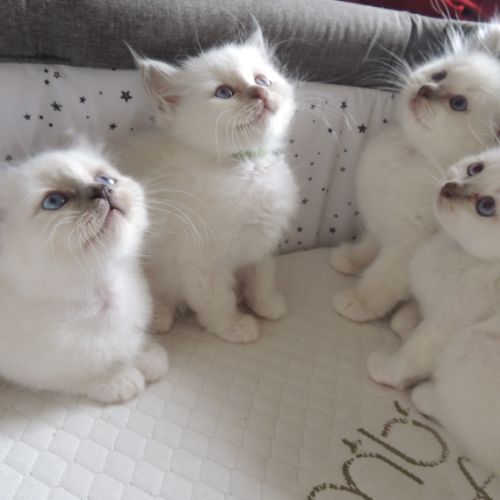Chatons sacrés de birmanie loof à réserver #5