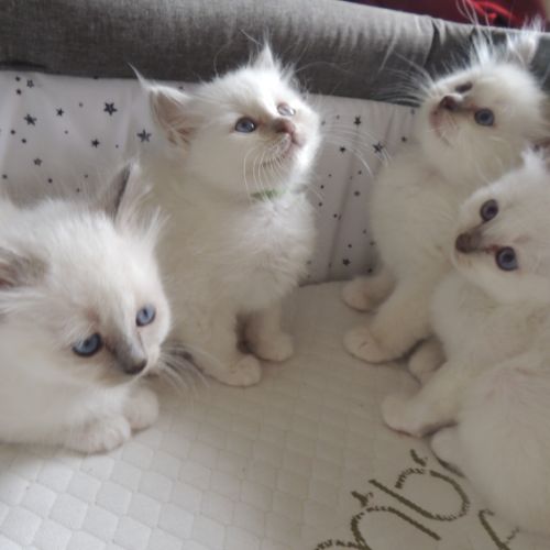 Chatons sacrés de birmanie loof à réserver #6