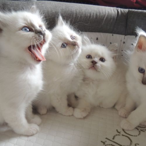 Chatons sacrés de birmanie loof à réserver