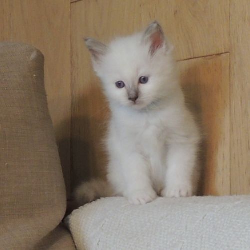Chatons sacrés de birmanie loof à réserver #9
