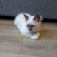 Chatons sacrés de birmanie loof à adopter