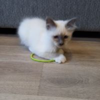 Chatons sacrés de birmanie loof à adopter #2