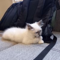 Chatons sacrés de birmanie loof à adopter #3