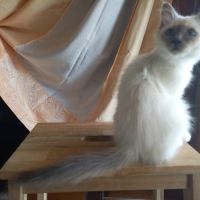 Chatons sacrés de birmanie loof à adopter #4