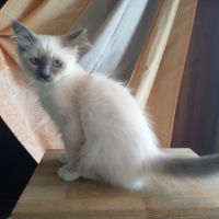Chatons sacrés de birmanie loof à adopter #6