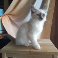 Chatons sacrés de birmanie loof à adopter #7