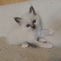 Chatons sacrés de birmanie loof à réserver #2