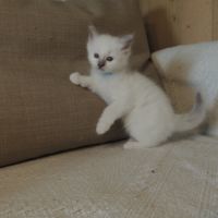 Chatons sacrés de birmanie loof à réserver #3