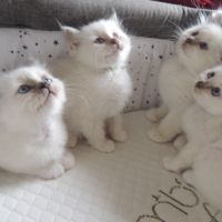 Chatons sacrés de birmanie loof à réserver #5