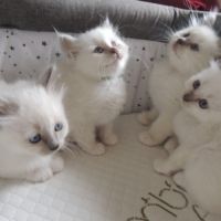 Chatons sacrés de birmanie loof à réserver #6