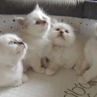 Chatons sacrés de birmanie loof à réserver #7