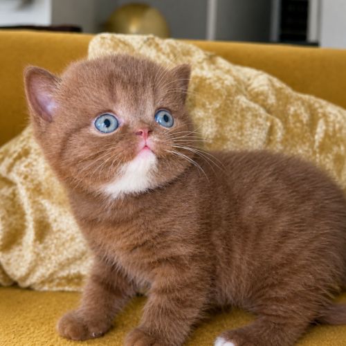 Chaton british shortair cinamon rare