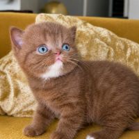 Chaton british shortair cinamon rare