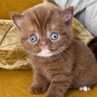 Chaton british shortair cinamon rare #2