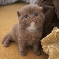 Chaton british shortair cinamon rare #3