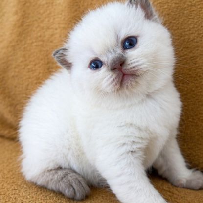 Chaton british shortair yeux bleu rare #1