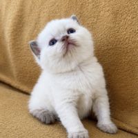 Chaton british shortair yeux bleu rare #2