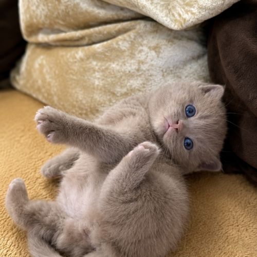 Chaton british cinamon #1
