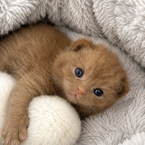 Chaton british cinamon