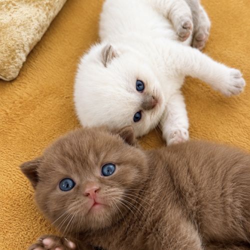 Chaton british cinamon #3