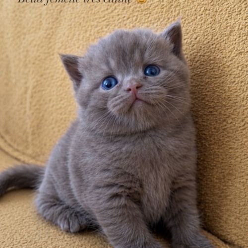 Chaton british femelle  loof