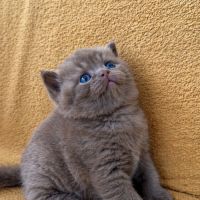 Chaton british femelle  loof #2