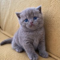 Chaton british femelle  loof #3