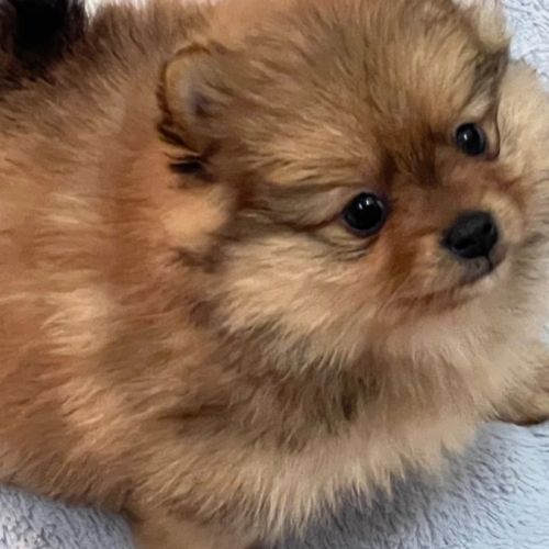 Chiots spitz disponible de suite