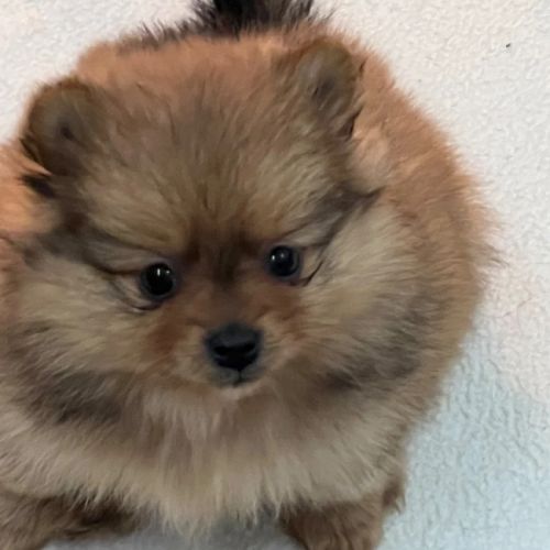 Chiots spitz disponible de suite #2