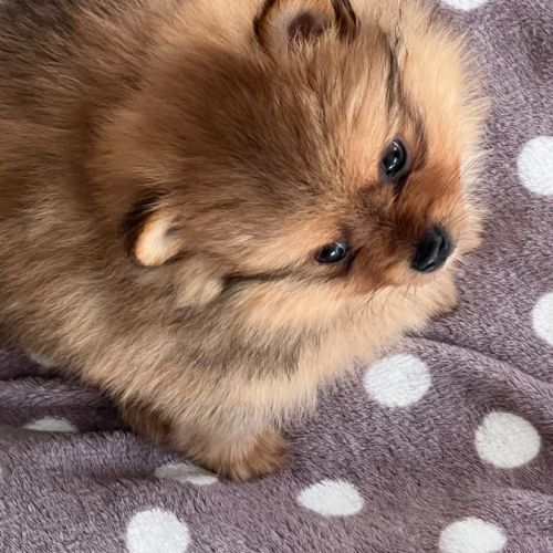 Chiots spitz disponible de suite #3
