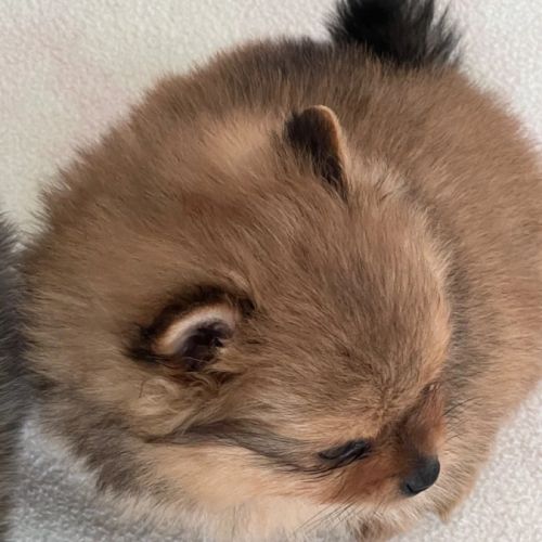 Chiots spitz disponible de suite #4