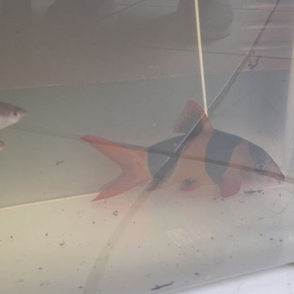 Donne 1 botia et 2 rasbora #0