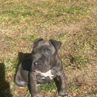 American staffordshire bull terrier #2