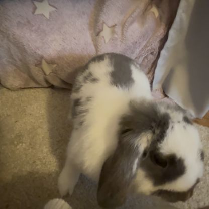 Lapin nain bélier #1