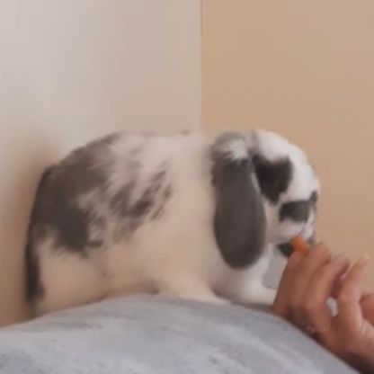 Lapin nain bélier #2