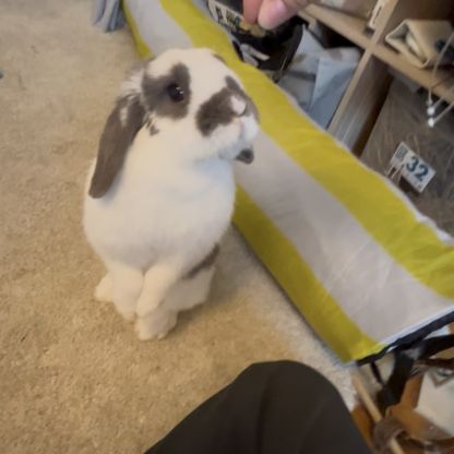Lapin nain bélier
