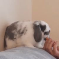 Lapin nain bélier #2