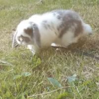 Lapin nain bélier #3