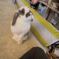 Lapin nain bélier #0