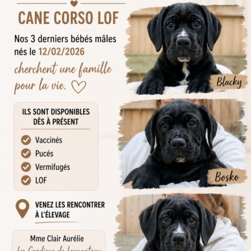 Chiots cane corso lof