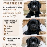 Chiots cane corso lof