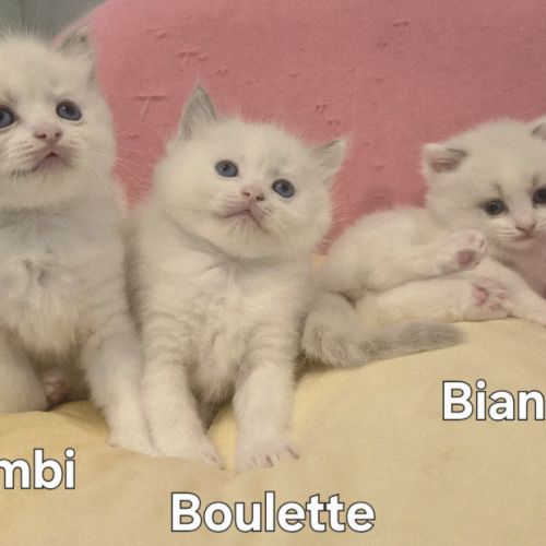 Adorables chatonnes ragdoll disponibles – lignée p #1