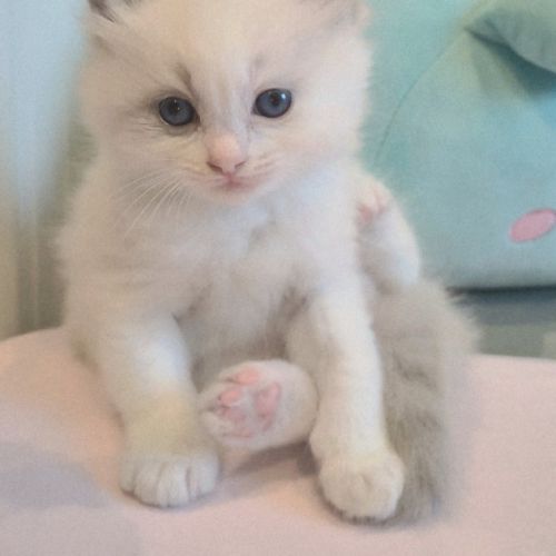 Adorables chatonnes ragdoll disponibles – lignée p #2