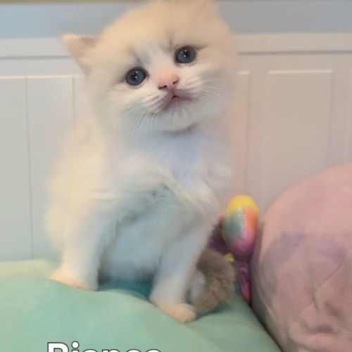 Adorables chatonnes ragdoll disponibles – lignée p