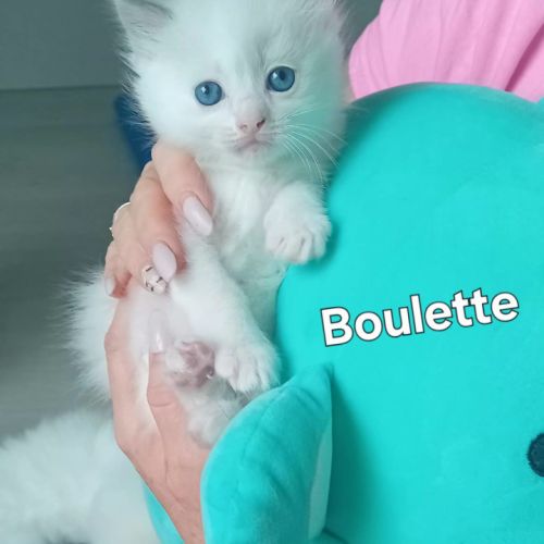 Adorables chatonnes ragdoll disponibles – lignée p #4
