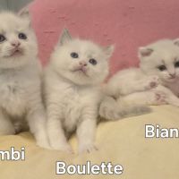 Adorables chatonnes ragdoll disponibles – lignée p #1