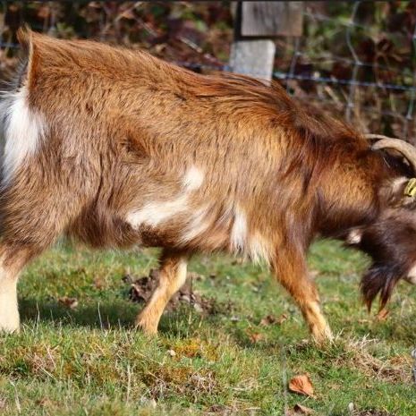 Bouc reproducteur