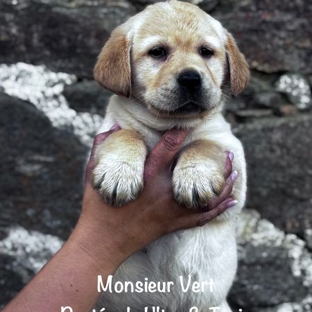 Mâle sable labrador lof à réserver, dispo mi mai #1