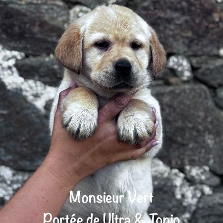 Mâle sable labrador lof à réserver, dispo mi mai #2